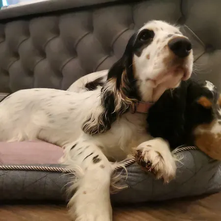 Hotel Boutique & Bio Wirtshaus Schwarzer Bock 4*