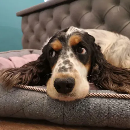 Hotel Boutique & Bio Wirtshaus Schwarzer Bock